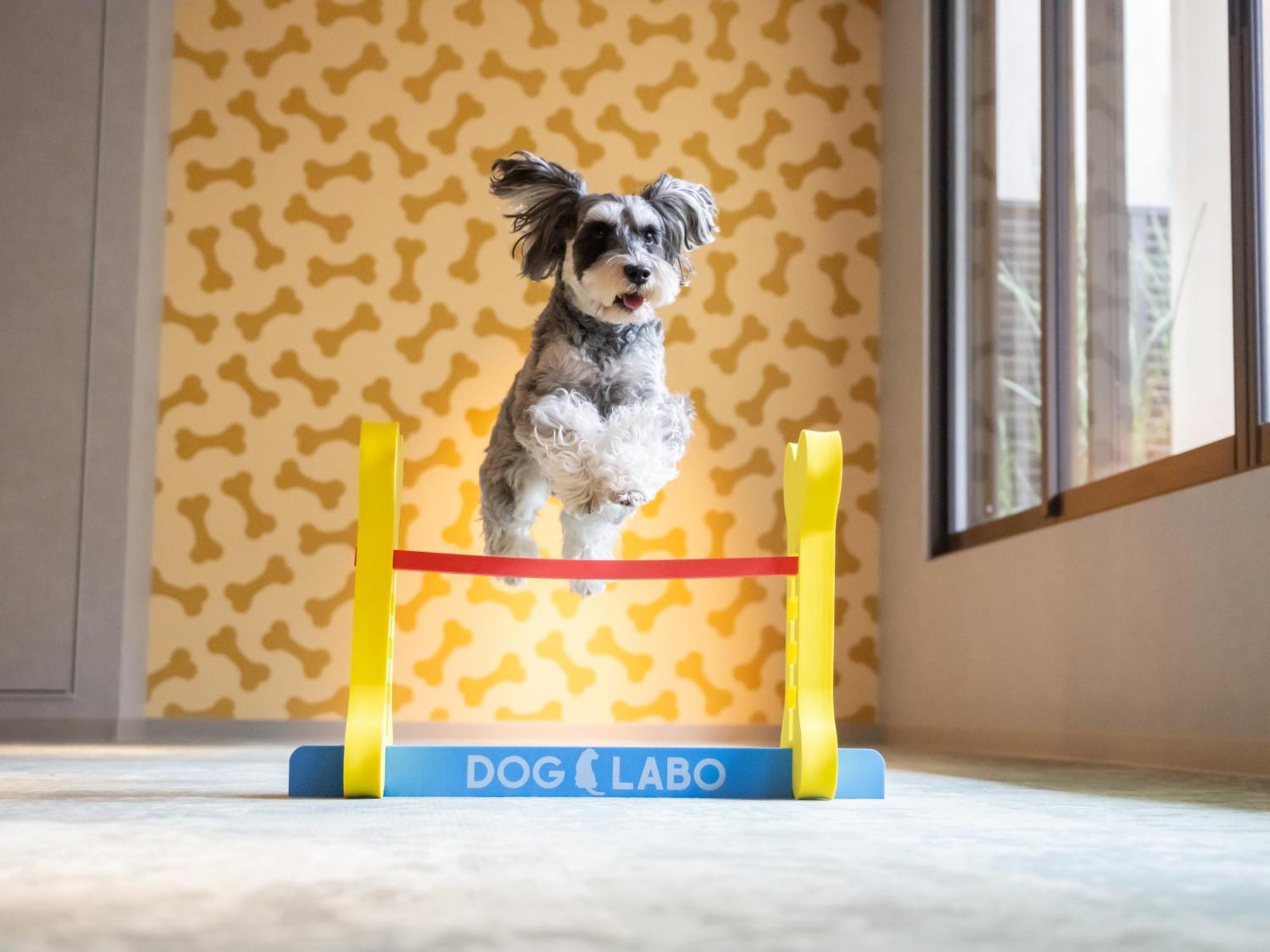 Hotel Anddoggy Kyoto Nijo Экстерьер фото
