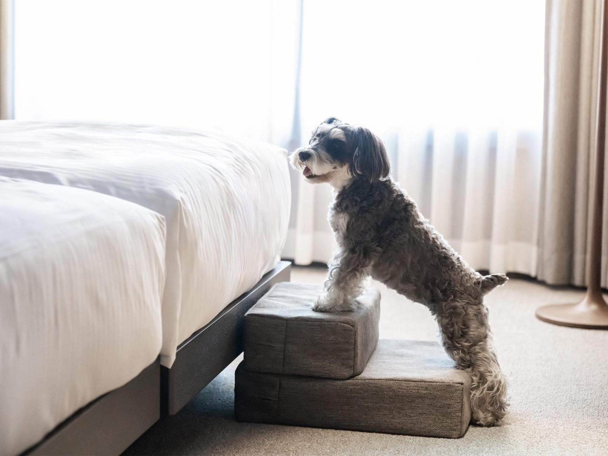 Hotel Anddoggy Kyoto Nijo Экстерьер фото